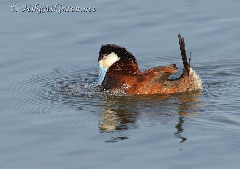 Ruddy Duck