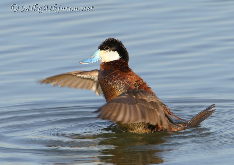 Ruddy Duck