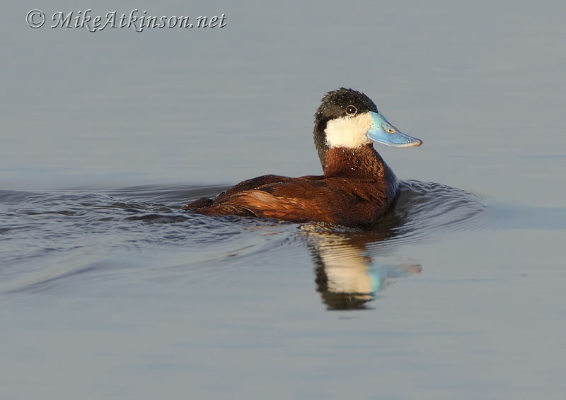 Ruddy Duck