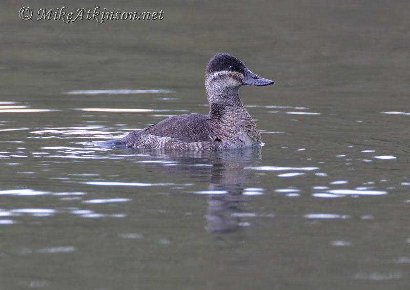Ruddy Duck