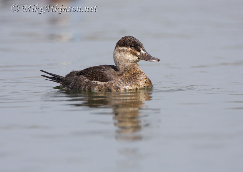 Ruddy Duck