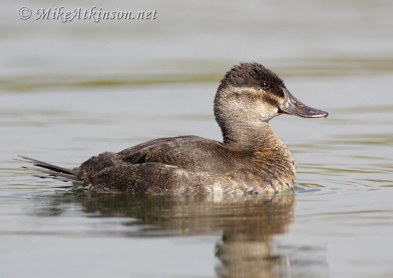 Ruddy Duck