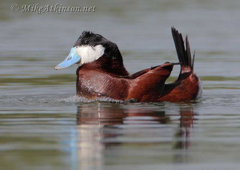 Ruddy Duck
