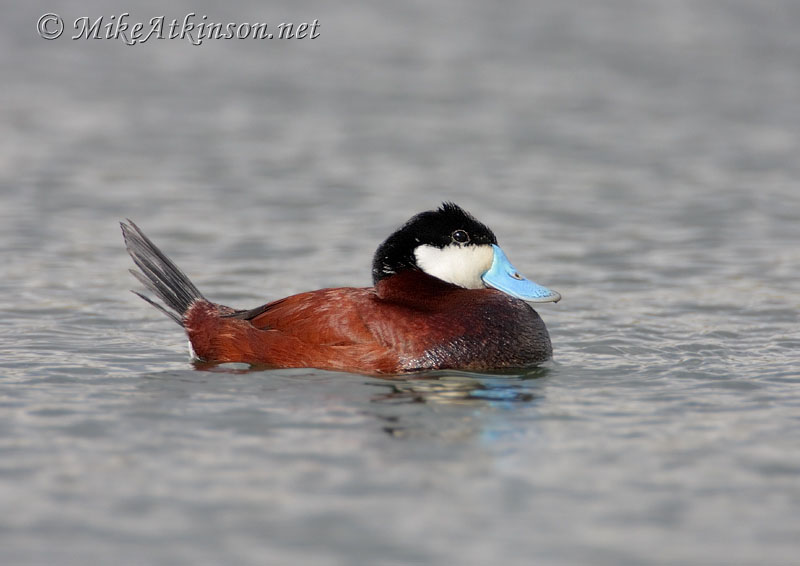 Ruddy Duck