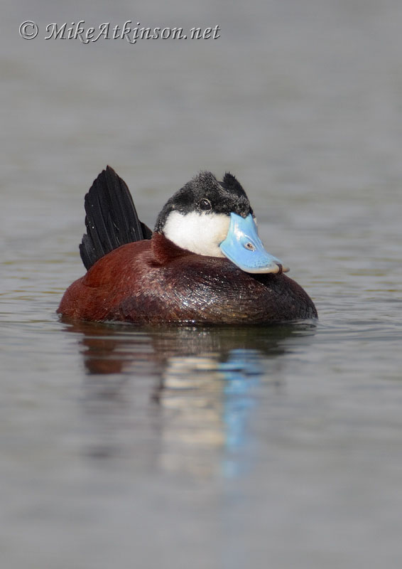 Ruddy Duck