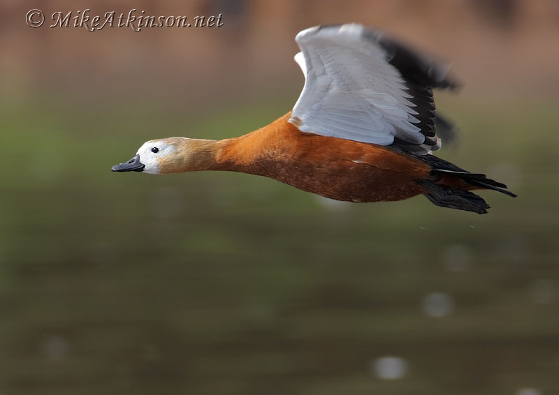 Ruddy Shelduck