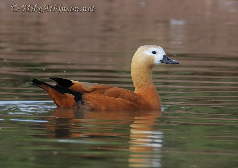 Ruddy Shelduck