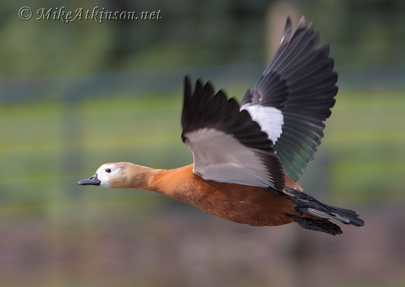 Ruddy Shelduck