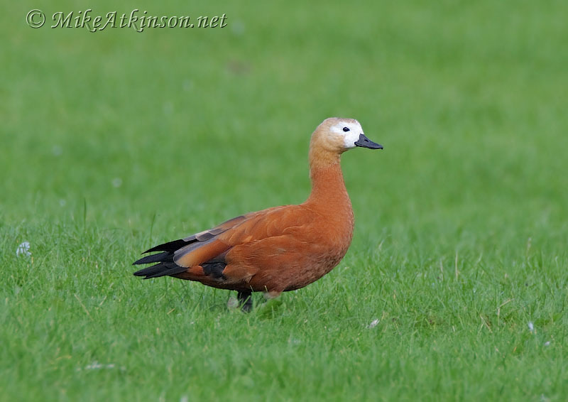 Ruddy Shelduck