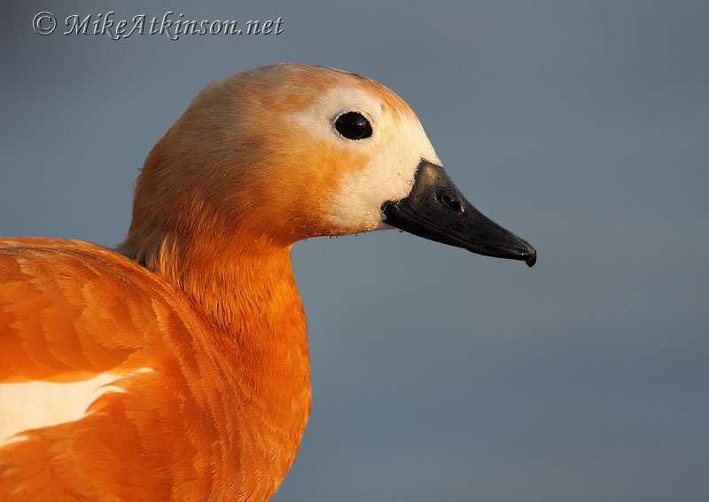 Ruddy Shelduck