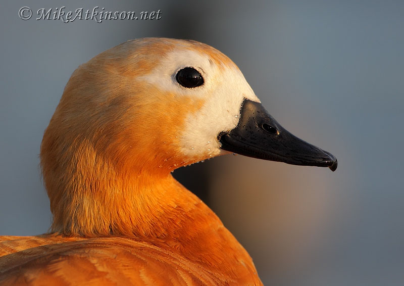 Ruddy Shelduck