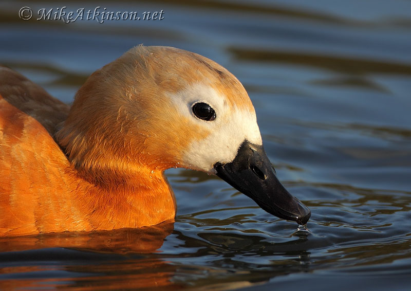 Ruddy Shelduck