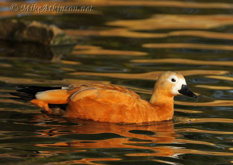 Ruddy Shelduck