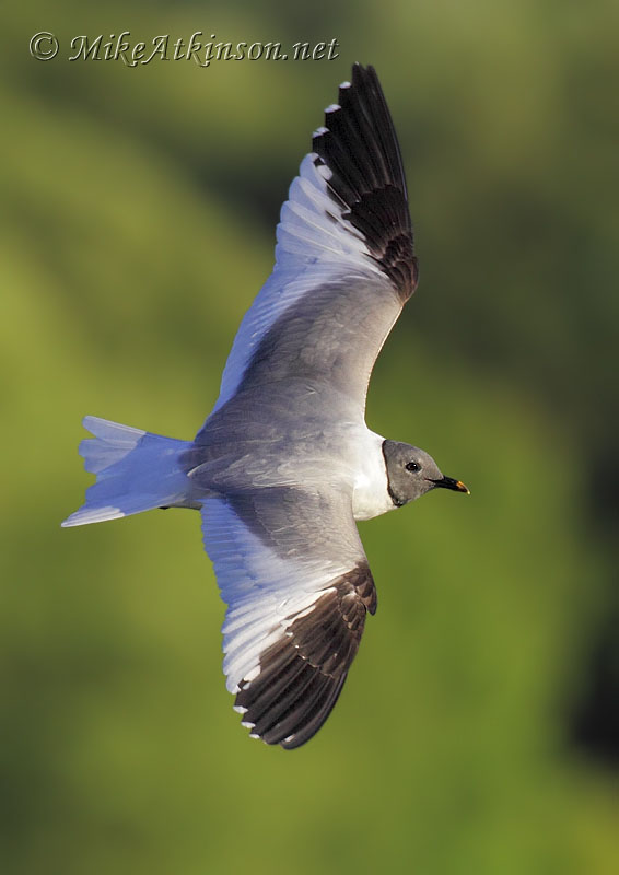 Sabine's Gull