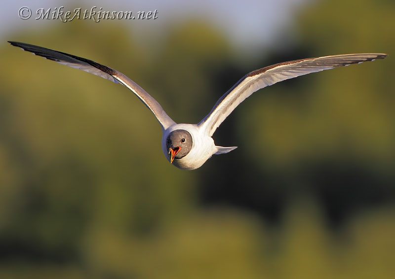 Sabine's Gull