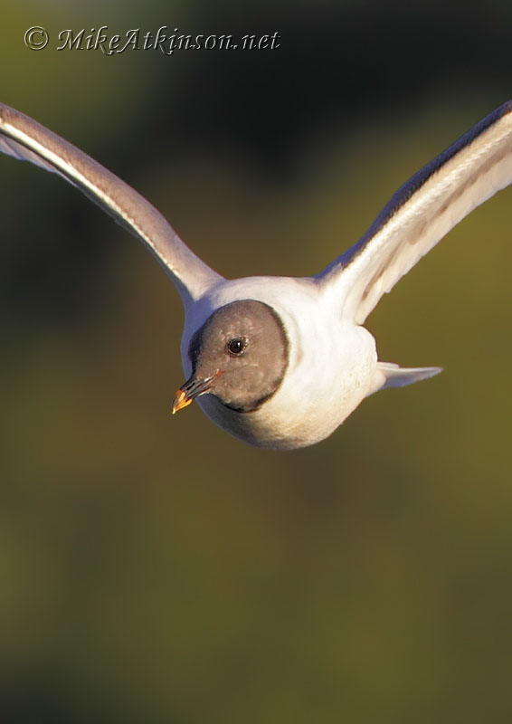 Sabine's Gull