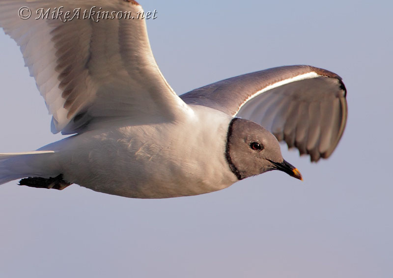 Sabine's Gull