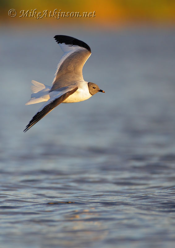 Sabine's Gull
