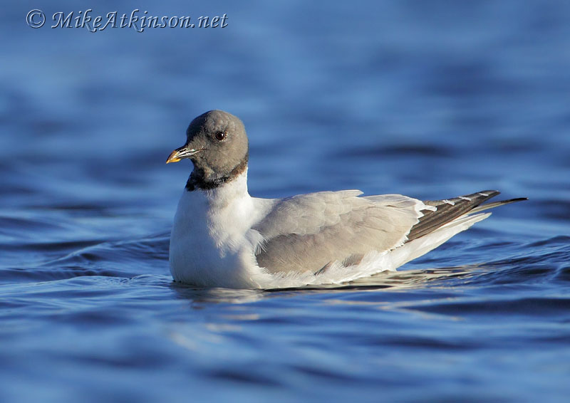 Sabine's Gull