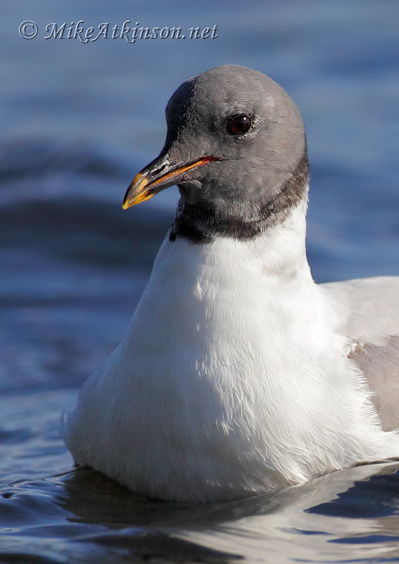Sabine's Gull