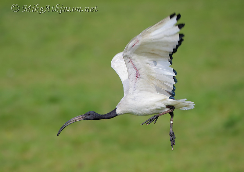 Sacred Ibis