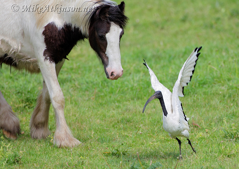 Sacred Ibis