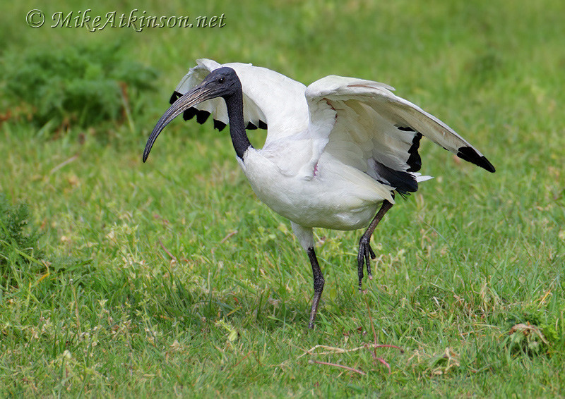 Sacred Ibis