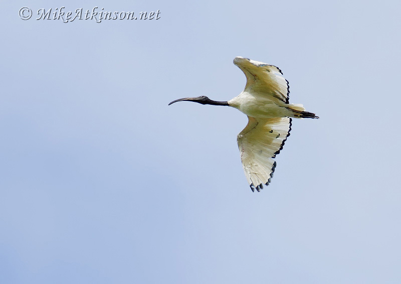 Sacred Ibis