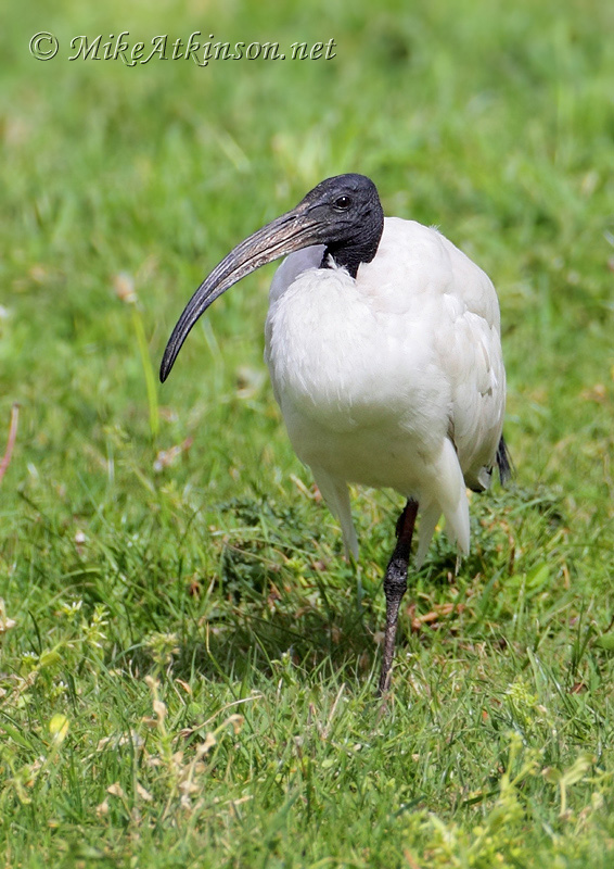 Sacred Ibis