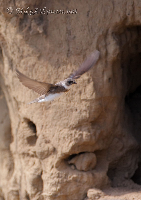 Sand Martin