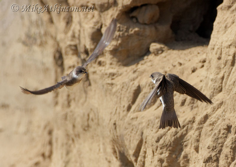 Sand Martin