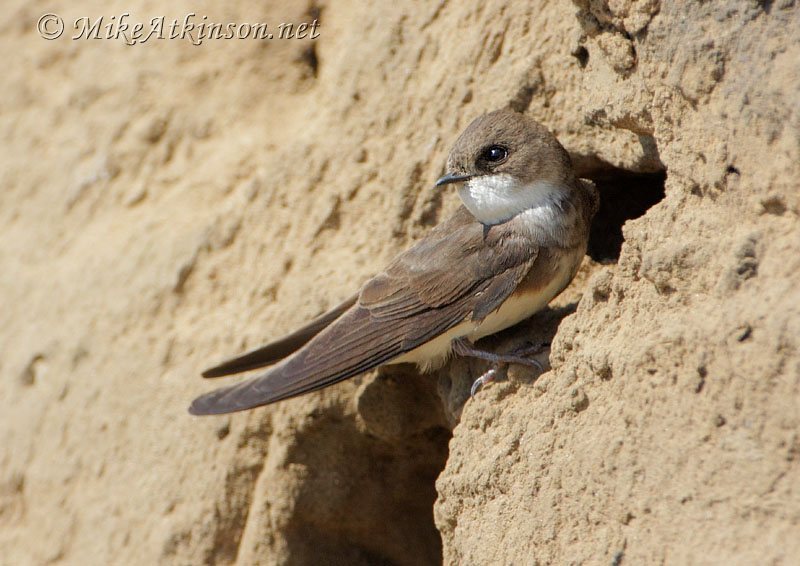 Sand Martin