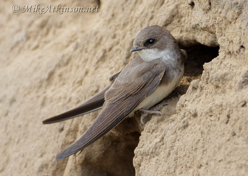 Sand Martin