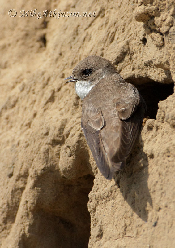 Sand Martin