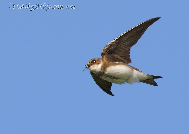 Sand Martin