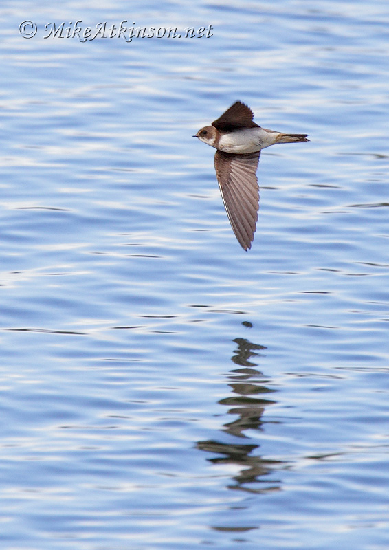 Sand Martin