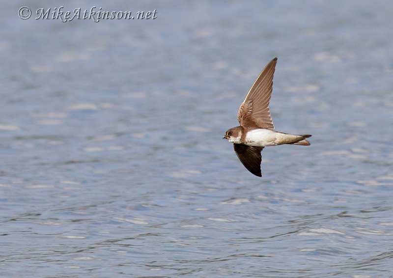Sand Martin
