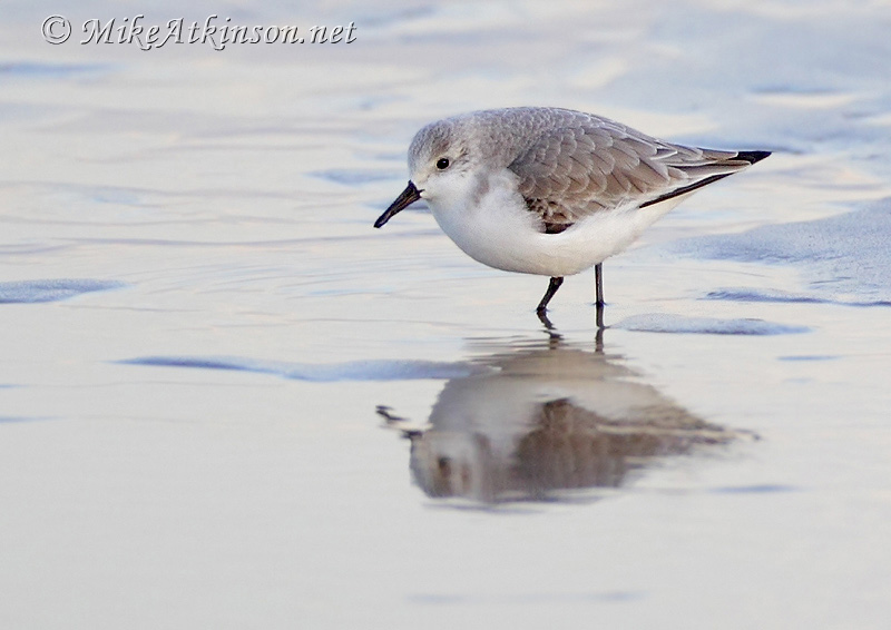 Sanderling