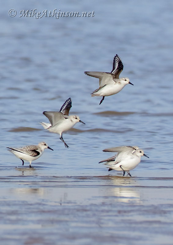 Sanderling