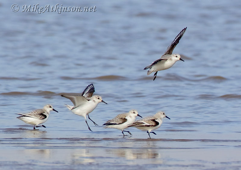 Sanderling