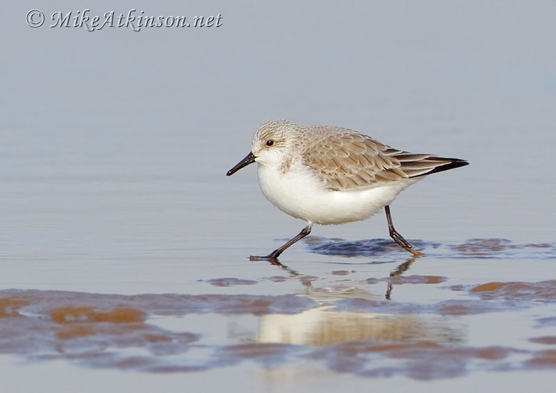 Sanderling