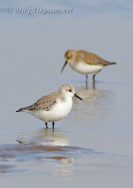 Sanderling