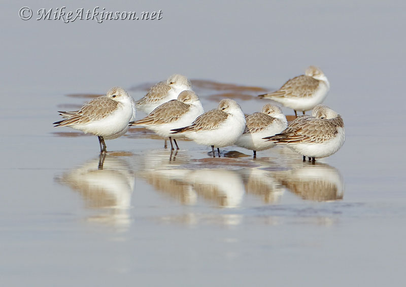 Sanderling