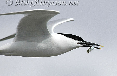 Sandwich Tern