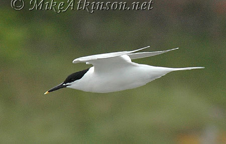 Sandwich Tern