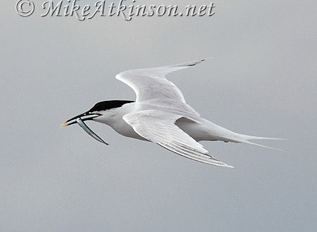 Sandwich Tern