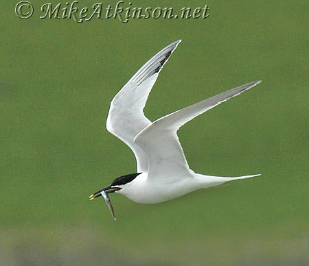 Sandwich Tern