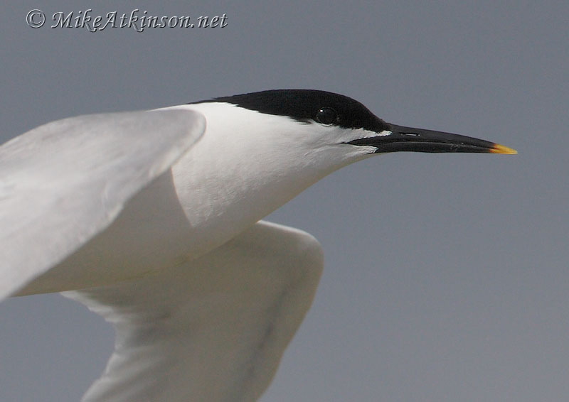 Sandwich Tern