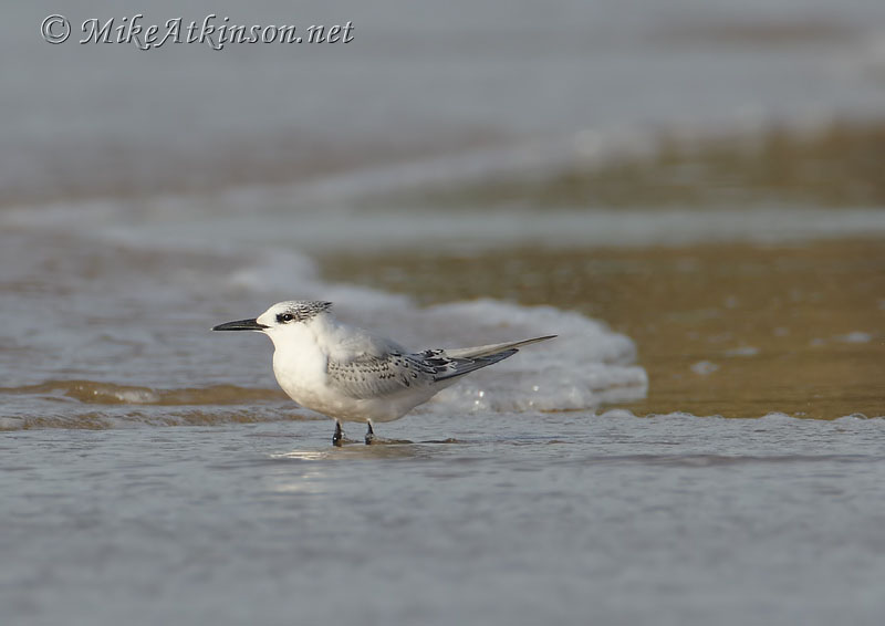 Sandwich Tern