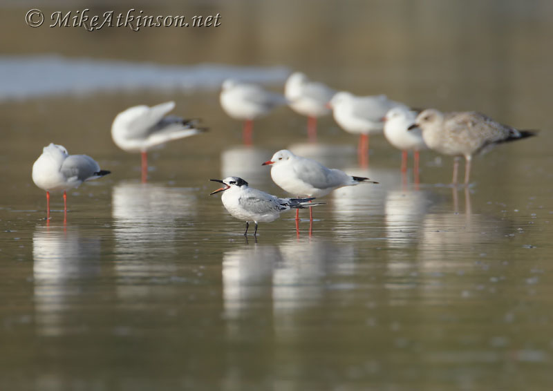 Sandwich Tern